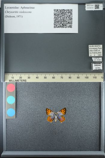 Media type: image;   Entomology 185741